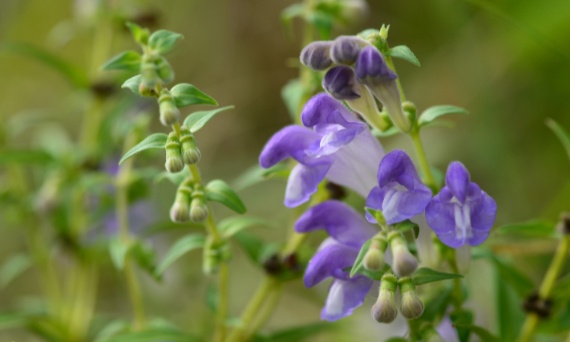 Bajkalina – co to jest?