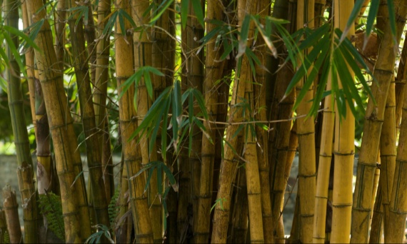 Czy ręczniki papierowe bambusowe są bezpieczne dla żywności?