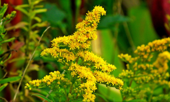 Nawłoć – jak stosować?