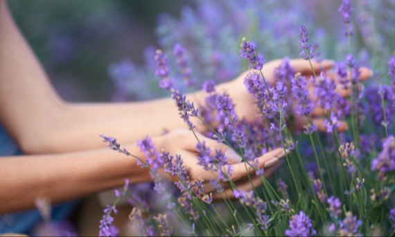 Na co napar z lawendy?