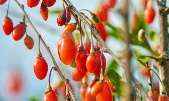 Co zawierają jagody goji?