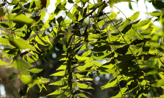 Drzewo neem – co to jest?