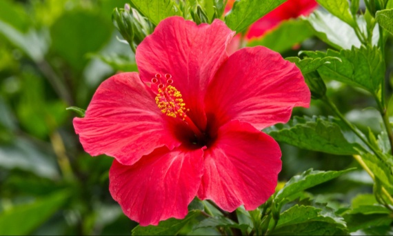 Co daje picie naparu z hibiskusa?