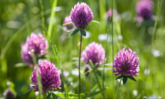 Na co pomaga koniczyna łąkowa?