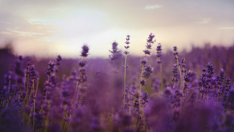 Jak stosować olejek lawendowy na sen?