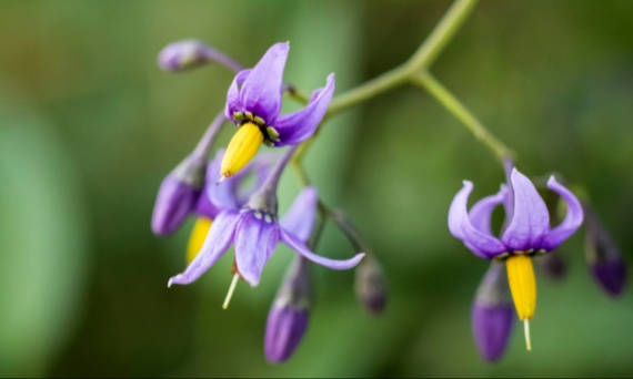 Jakie właściwości posiada psianka żółtojagodowa?