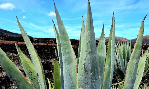 Co można zrobić z agawy?
