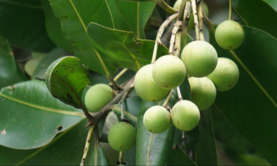 Olejek tamanu – jak stosować?