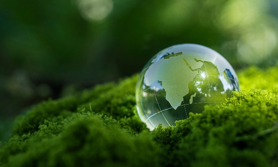 Quiz o ekologii – odpowiedz na 10 pytań