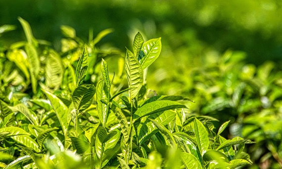 Czy zielona herbata uspokaja?
