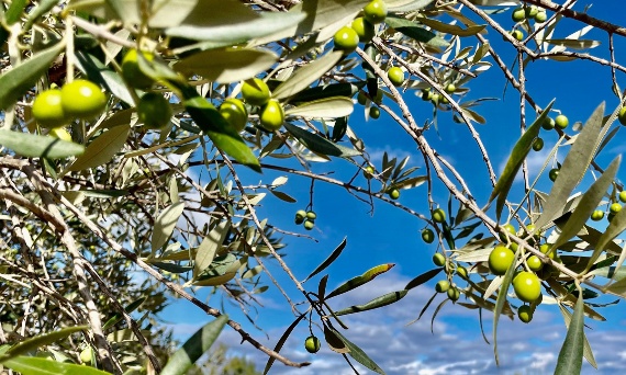 Dlaczego warto jeść oliwki?