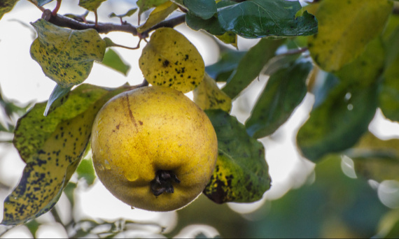 Pigwowiec – co zrobić z owoców?